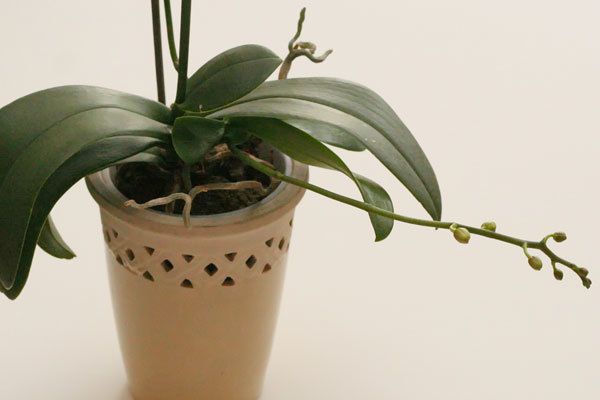 Що можна зробити, якщо стрілки орхідеї припинили зростати: корисні поради. Квітнення орхідеї можна стимулювати.