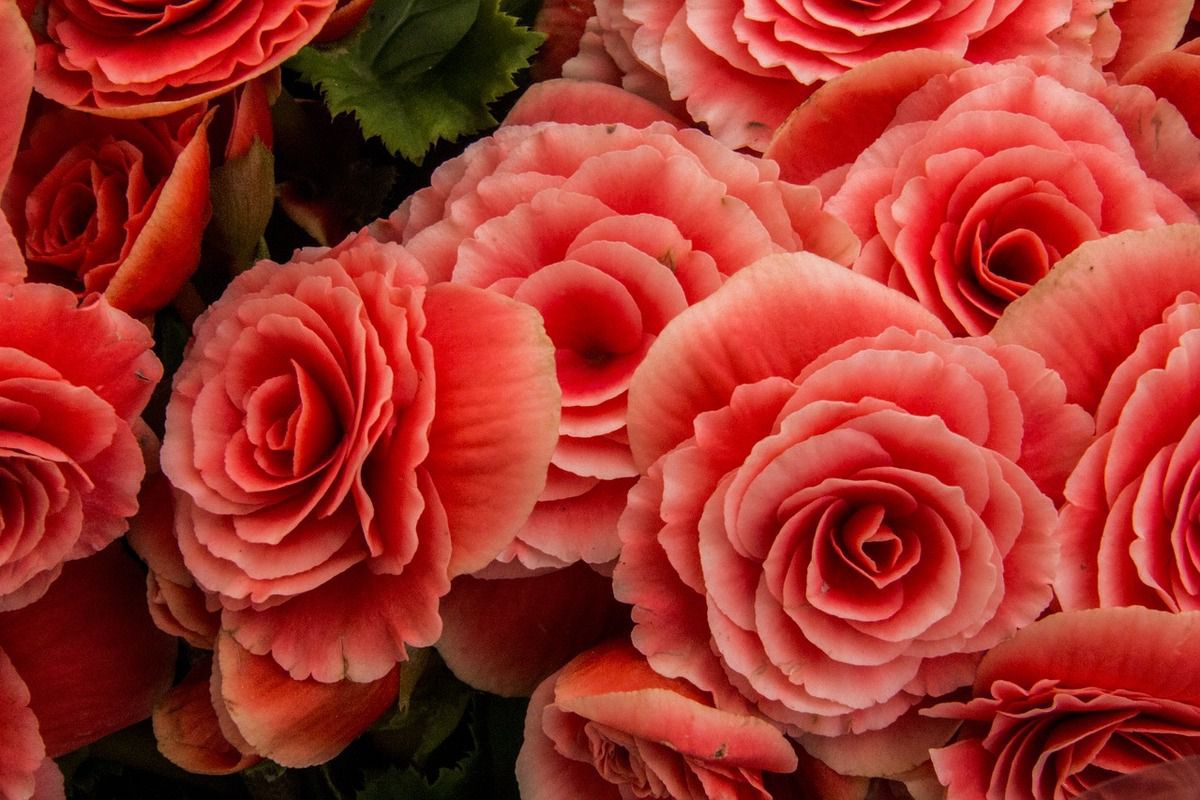 5 видів квітів, які схожі на троянду, але це не троянди — гідна конкуренція. Незважаючи на те, що красуня троянда міцно зайняла трон королеви квітів, у неї є багато конкурентів.