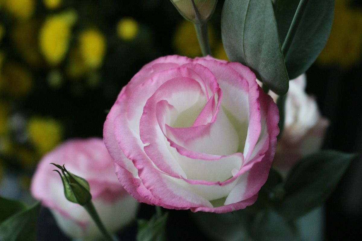 5 видів квітів, які схожі на троянду, але це не троянди — гідна конкуренція. Незважаючи на те, що красуня троянда міцно зайняла трон королеви квітів, у неї є багато конкурентів.