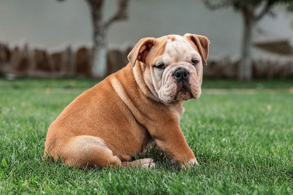 Які породи собак схильні до набору зайвої ваги. Собаки, які схильні до ожиріння.