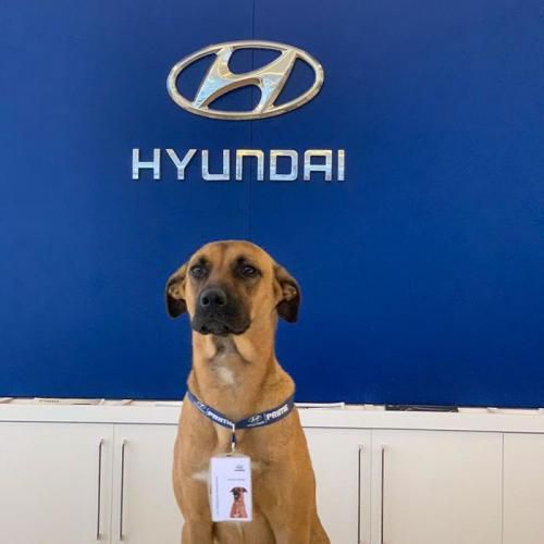 Ще нещодавно цей пес був бездомною твариною, а тепер він — консультант дилерського центру Hyundai. Цей пес знає лайфхак, як отримати посаду мрії без досвіду і освіти.