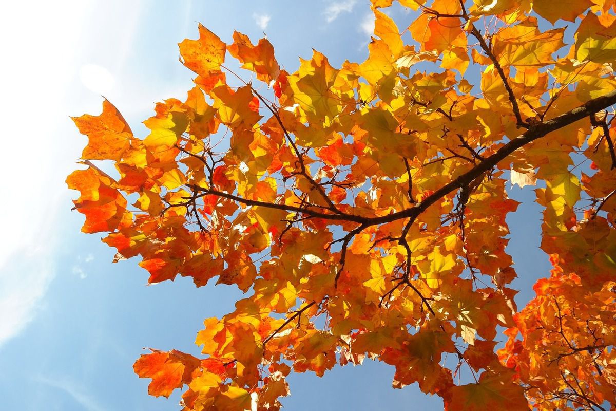 Чому листя на деревах починає жовтіти в розпал літа, навіть не дочекавшись осені. 8 причин "ранньої осені" в саду і як вберегти сад від цього.