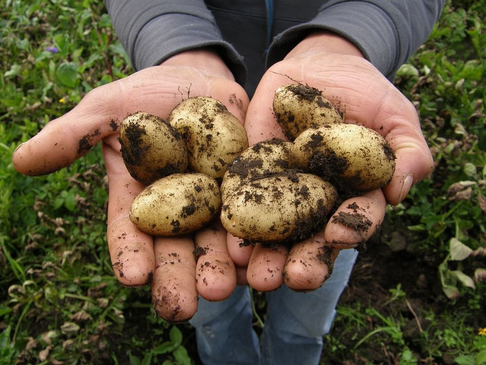 Ознаки, які вказують на те, що вже можна збирати врожай картоплі. Час збору врожаю картоплі можна визначити за деякими ознаками.