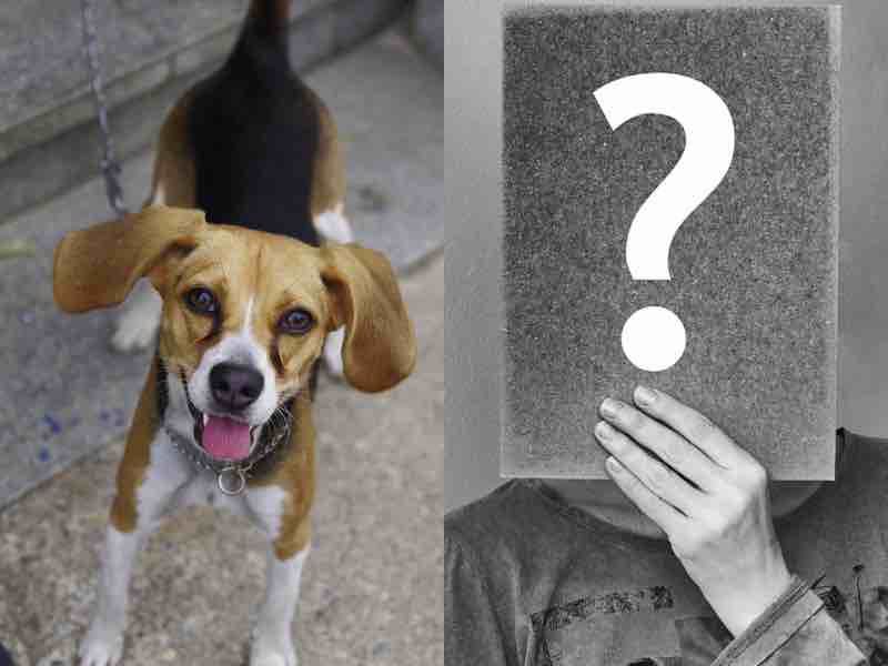 Користувачка мережі виклала фото, на якому сховався її пес, але його майже ніхто не міг знайти. А він таки дійсно є!!