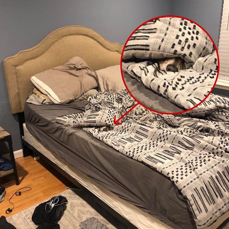 Користувачка мережі виклала фото, на якому сховався її пес, але його майже ніхто не міг знайти. А він таки дійсно є!!