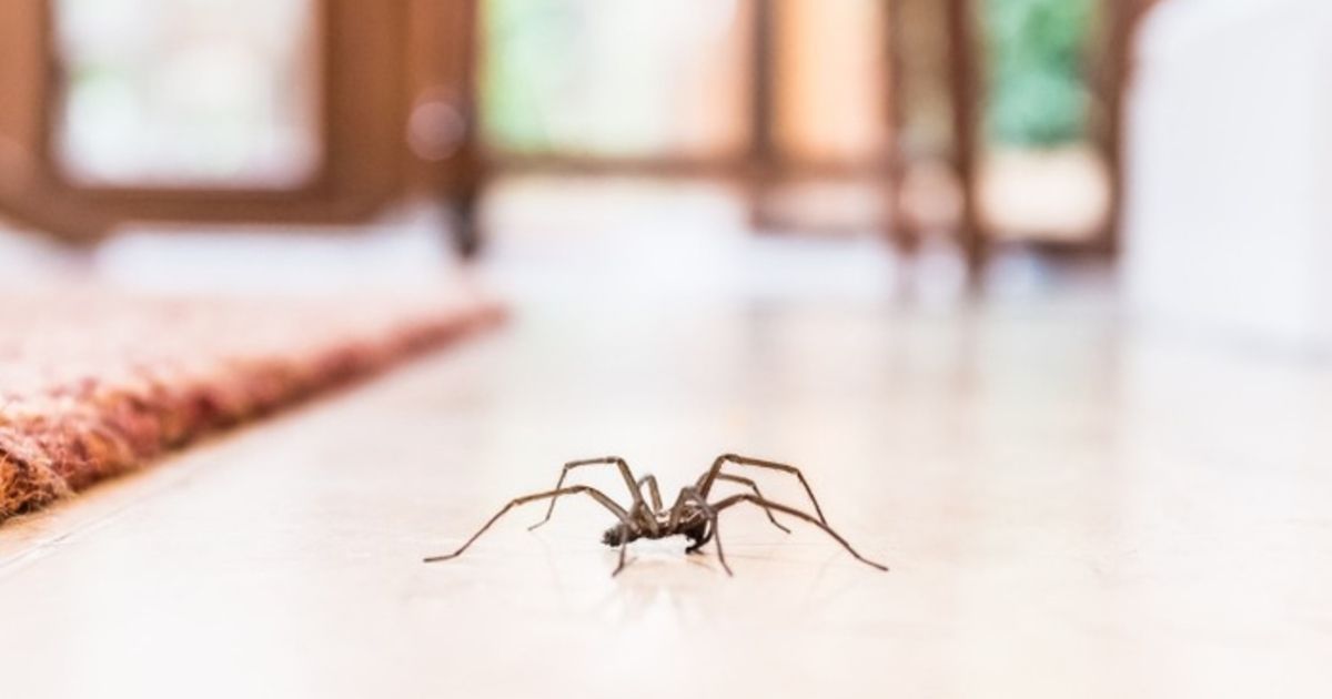 Причини, через які у вашій домівці багато павуків. Павуки з'являються у домівці з різних причин.