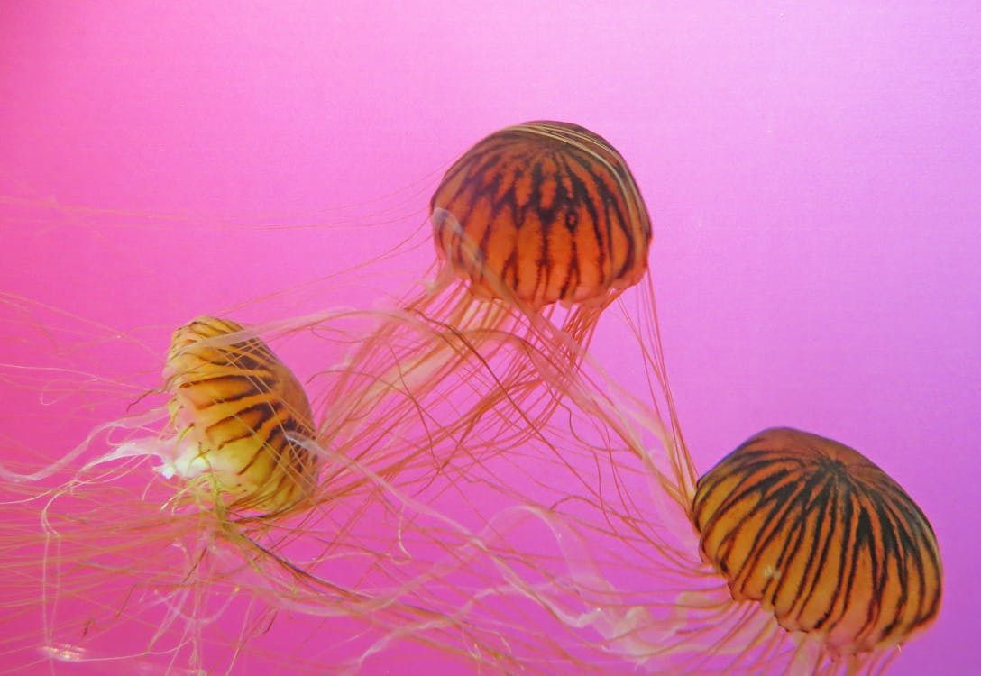 Що потрібно робити, якщо вас вжалила медуза, а чого робити не слід. Ці поради допоможуть надати собі чи потерпілому першу допомогу.