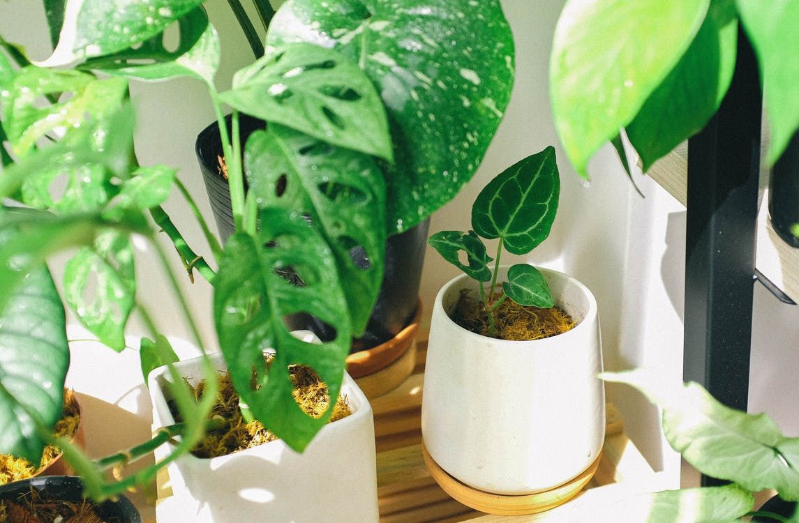 Якою є оптимальна температура для кімнатних рослин, та де краще їх помістити, якщо у кімнаті спека. Неправильна температура повітря — одна з найчастіших причин загибелі рослин.