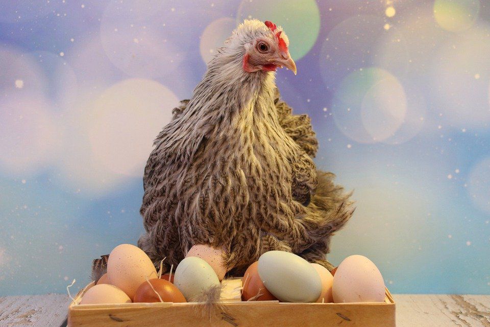 Народні прикмети, забобони та повір'я про яйця і курей. Що робити, щоб кури добре неслися.
