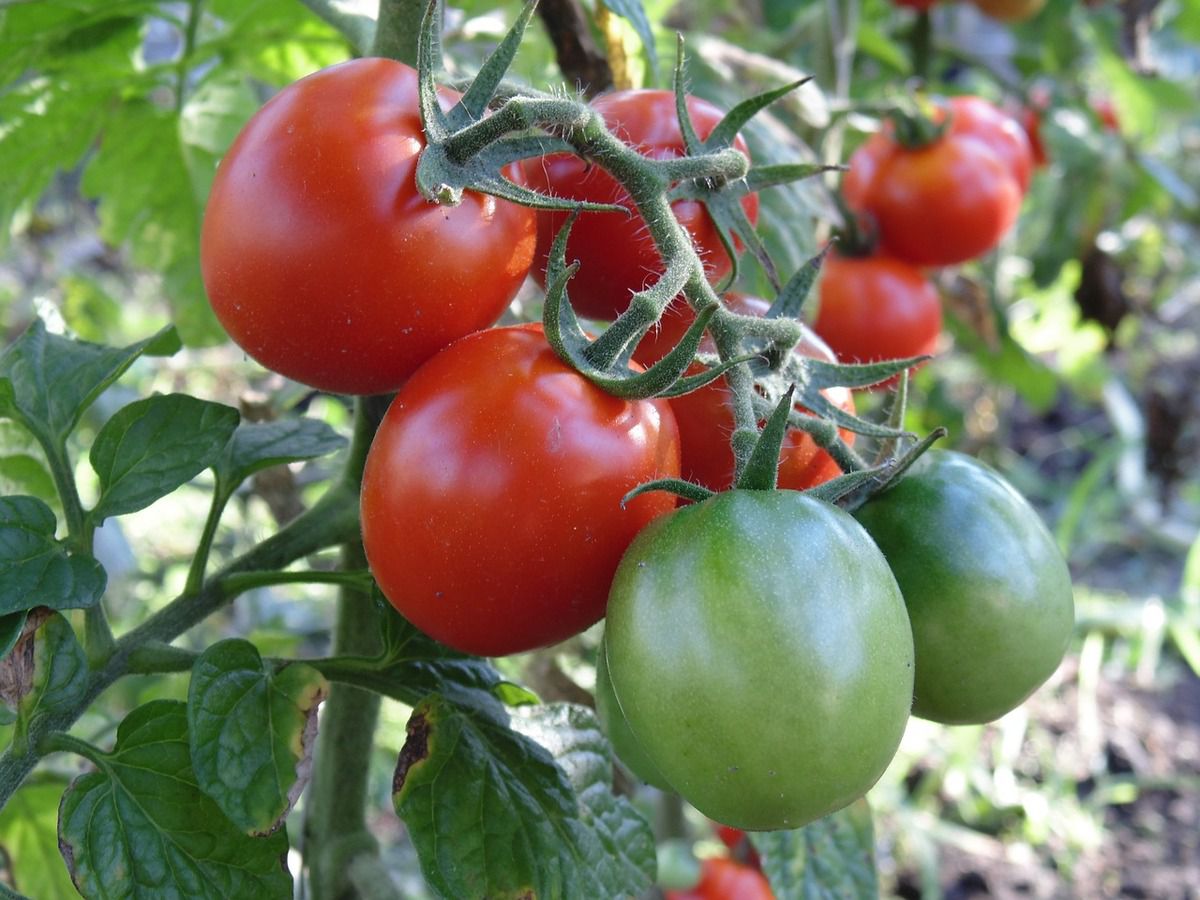 Чого хочуть помідори в серпні. Щоб отримувати багатий урожай помідорів до пізньої осені, за ними треба доглядати.