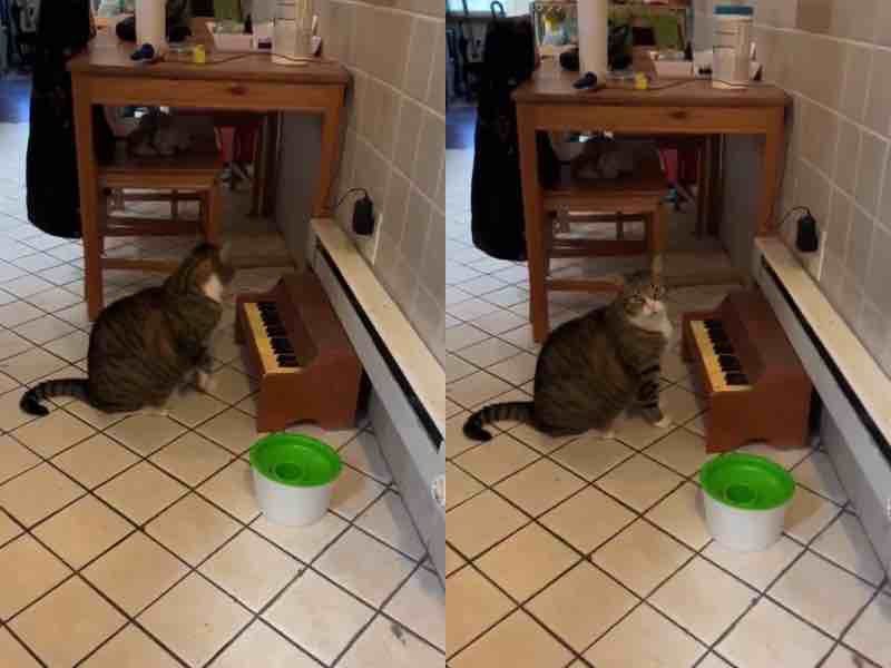 Кіт вигадав оригінальний спосіб просити їжу у господині. Для цього він навчився грати на піаніно. Завдяки своїй кмітливості кіт просить у господині їжу за допомогою музики.