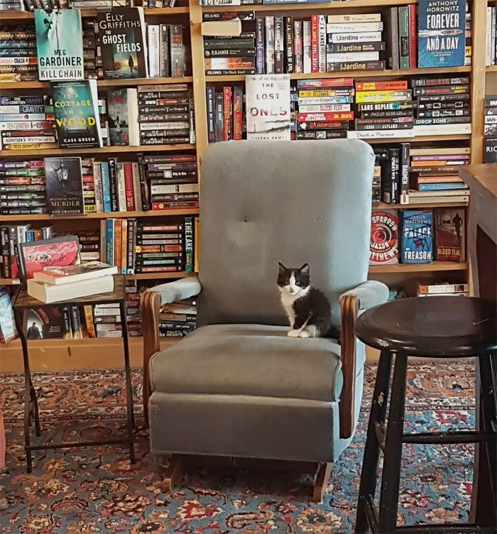 Люди ідуть у цей книжковий магазин за літературою, а натомість вертаються з пухнастими котиками. У такий спосіб господарі книгарні хочуть привернути увагу покупців до проблеми бездомних тварин.