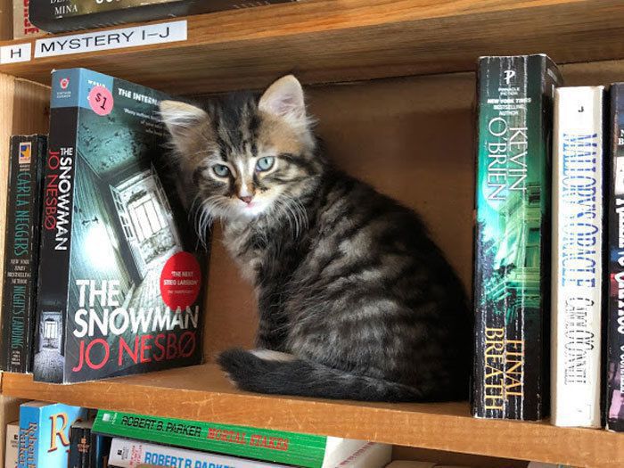 Люди ідуть у цей книжковий магазин за літературою, а натомість вертаються з пухнастими котиками. У такий спосіб господарі книгарні хочуть привернути увагу покупців до проблеми бездомних тварин.