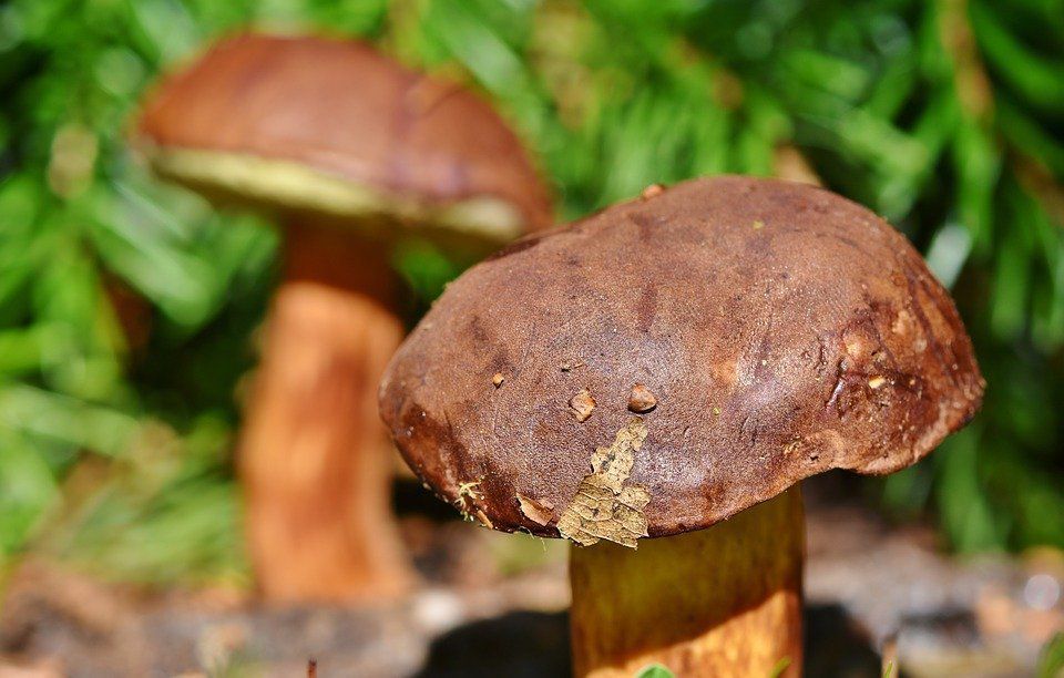 Чому прикмети забороняють збирати гриби у високосний рік. Чи можна збирати лісові делікатеси у високосний рік.