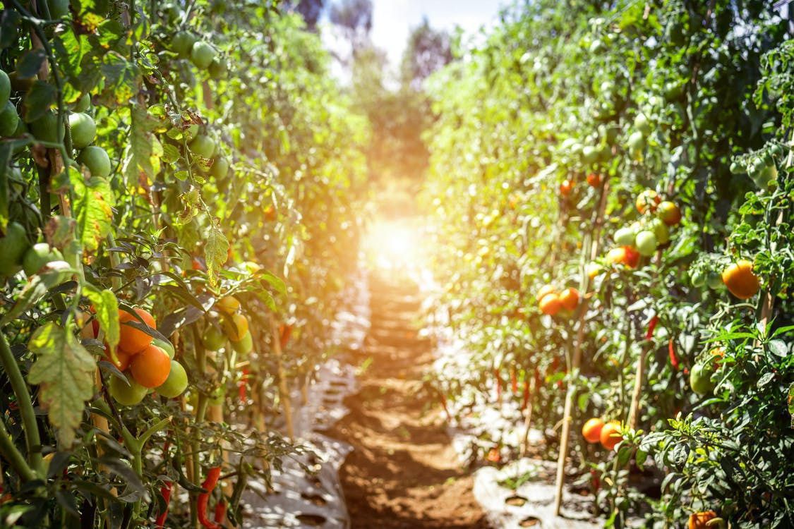 Опіки в овочів: як захистити помідори і перець від сонця. Треба дотримуватися декількох рекомендацій.