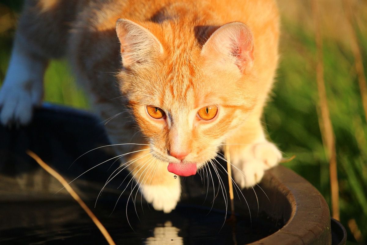 Кіт перестав пити воду: чому так відбувається та як цьому зарадити. Часто відмова від води пов'язана з прикрим характером домашнього улюбленця.