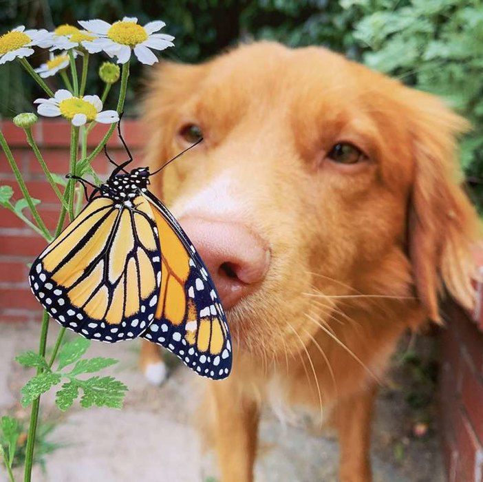 Милий песик з Каліфорнії подружився з метеликами, для яких у нього є навіть вінок з квітів. Ретривер чекає, коли метелик сяде на нього, а потім намагається не ворушитися.