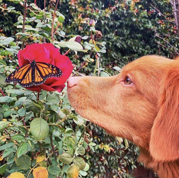 Милий песик з Каліфорнії подружився з метеликами, для яких у нього є навіть вінок з квітів. Ретривер чекає, коли метелик сяде на нього, а потім намагається не ворушитися.