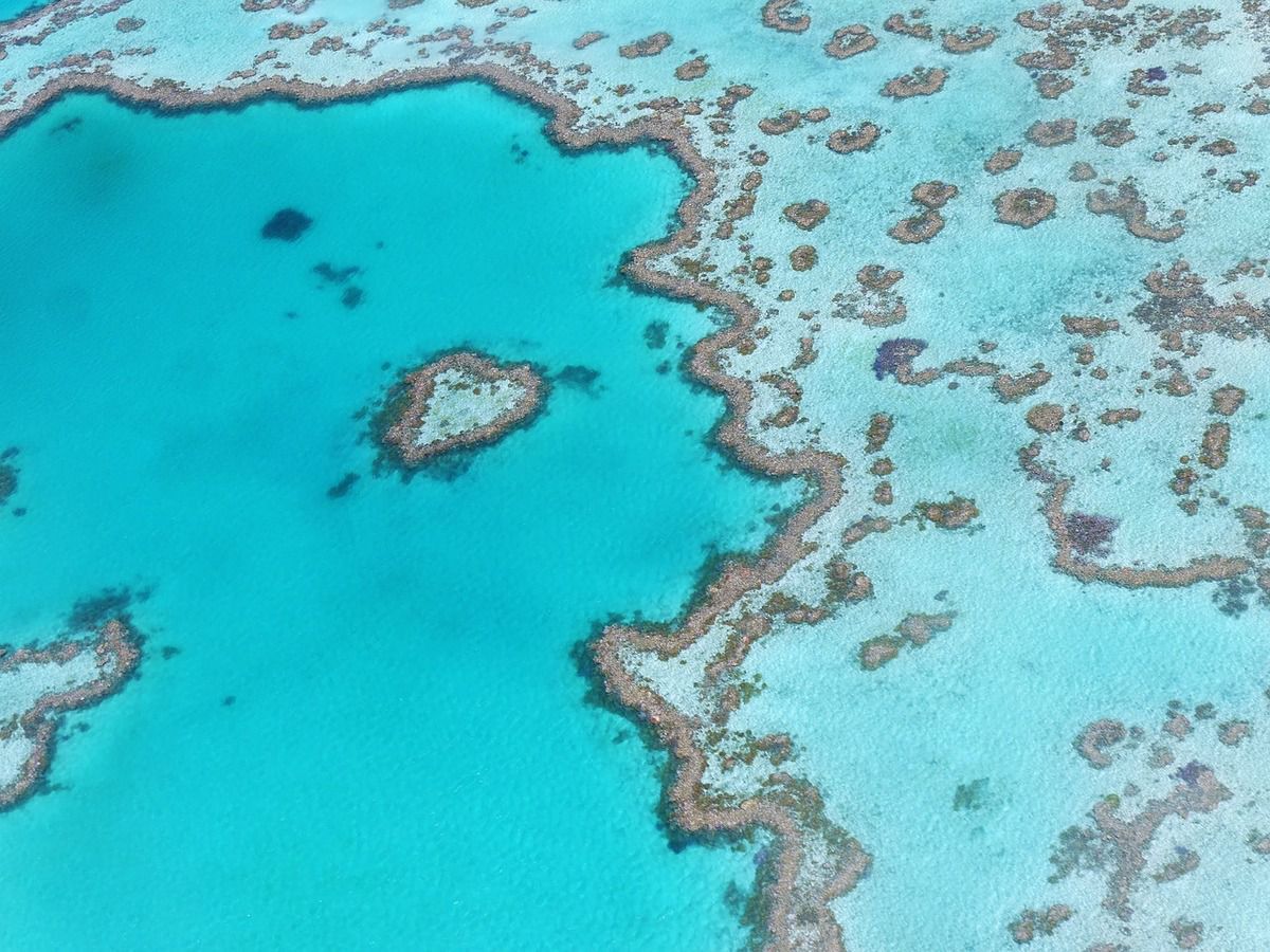 Величезний плавучий острів з пемзи, який переплив океан, стане порятунком для Великого бар'єрного рифу. У серпні минулого року вчені помітили "плавучий острів" в Тихому океані, який утворився в результаті виверження підводної гряди вулканів Тонга.