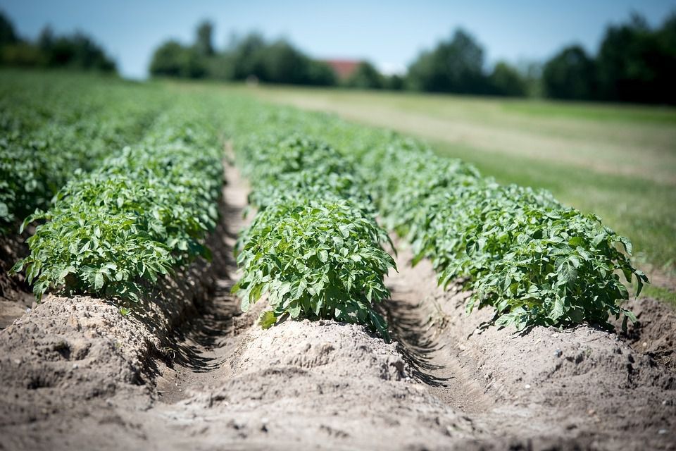 5 правил для успішного вирощування картоплі на одному й тому ж місці. Вирощування картоплі на одному й тому ж місці потребує певних зусиль.