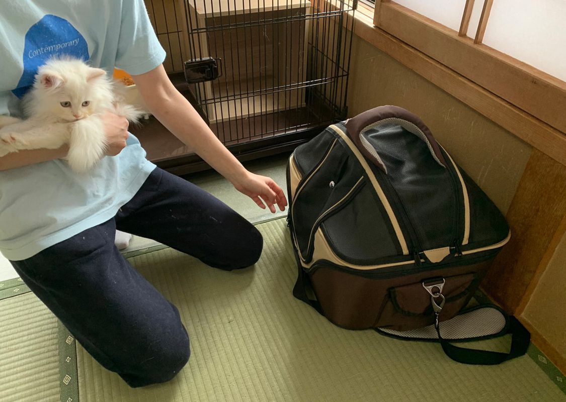В Японії є готель, де разом з номером ви отримуєте котика. Але є одна умова. У готелі пропонується зняти житло з пробною послугою — проживання з котиком і навіть забрати з собою пухнастика, якщо ви сподобаєтеся один одному.