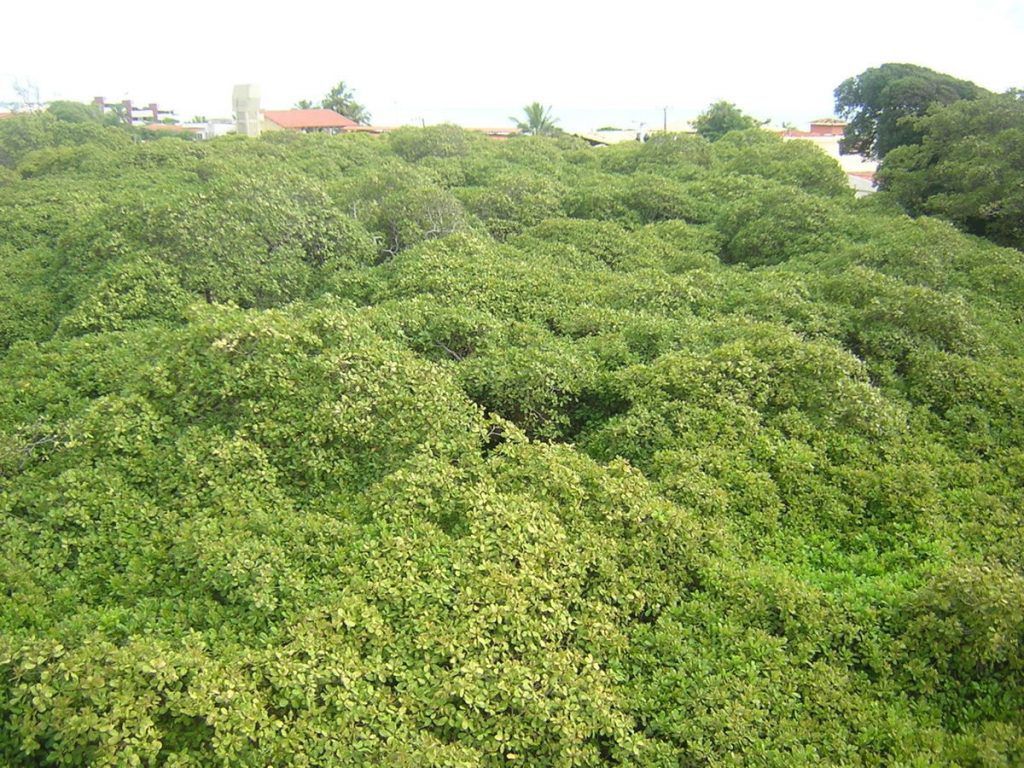 Біля одного з пляжів Бразилії зростає найбільше у світі дерево кеш'ю. Його приголомшливий розмір є наслідком генетичної мутації.