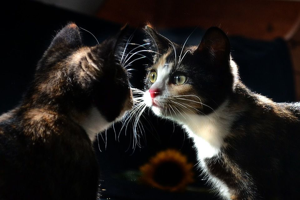 Чому кішки не бачать себе в дзеркалі, а якщо бачать, то сприймають відображення за іншу тварину. Бачать чи не бачать себе в дзеркалі кішки.