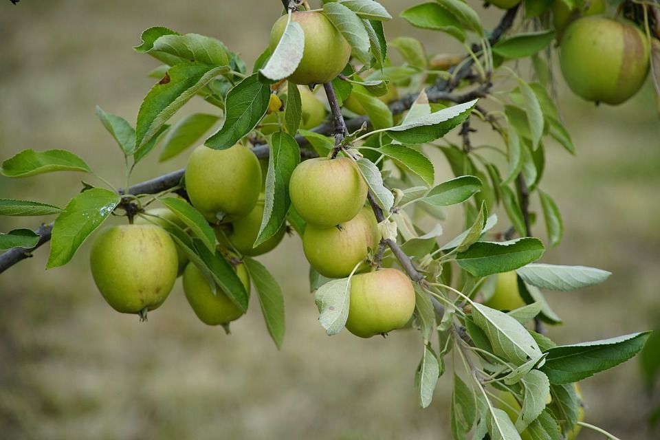 Що робити, коли врожай яблук великий, але плоди дрібні і хворі: корисні поради. Проблему дрібних і хворих яблук можна вирішити.
