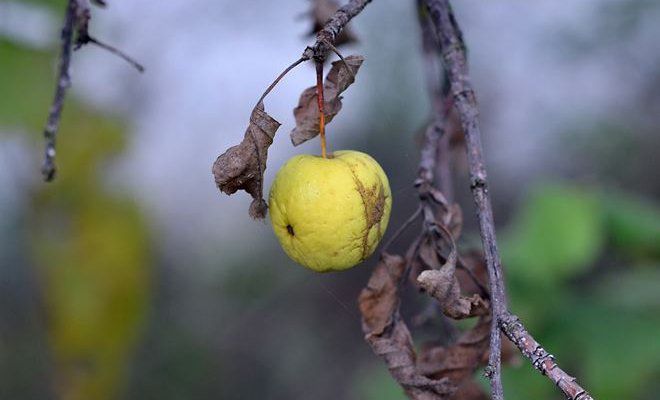 Причини, через які скручуються листки на яблуні або груші, та як цього уникнути. Кожен садівник стикався з цією неприємністю.