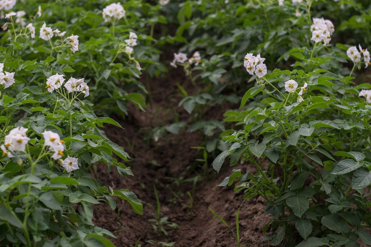Способи поліпшення складу ґрунту після зібрання врожаю картоплі. У відновленні ґрунту немає нічого складного.