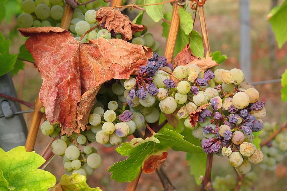 З яких причин ягоди винограду замість достигання починають висихати. Деякі причини провокують засихання ягід винограду.