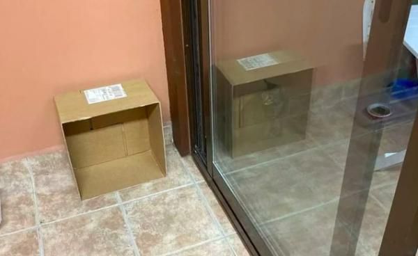 Фото, яке зведе з розуму будь-кого — ніхто не може зрозуміти, чому пухнастик одночасно в коробці і ні. На фото у відображенні скляних дверей кіт сидить всередині коробки, а в реальності його немає.