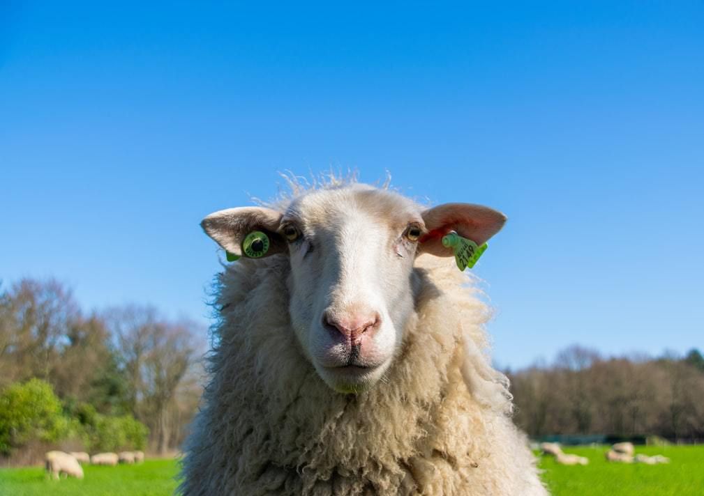 Найдорожча вівця у світі була продана за рекордну суму і тепер це нова рекордсменка. У Шотландії вівцю продали за рекордні 13 мільйонів.