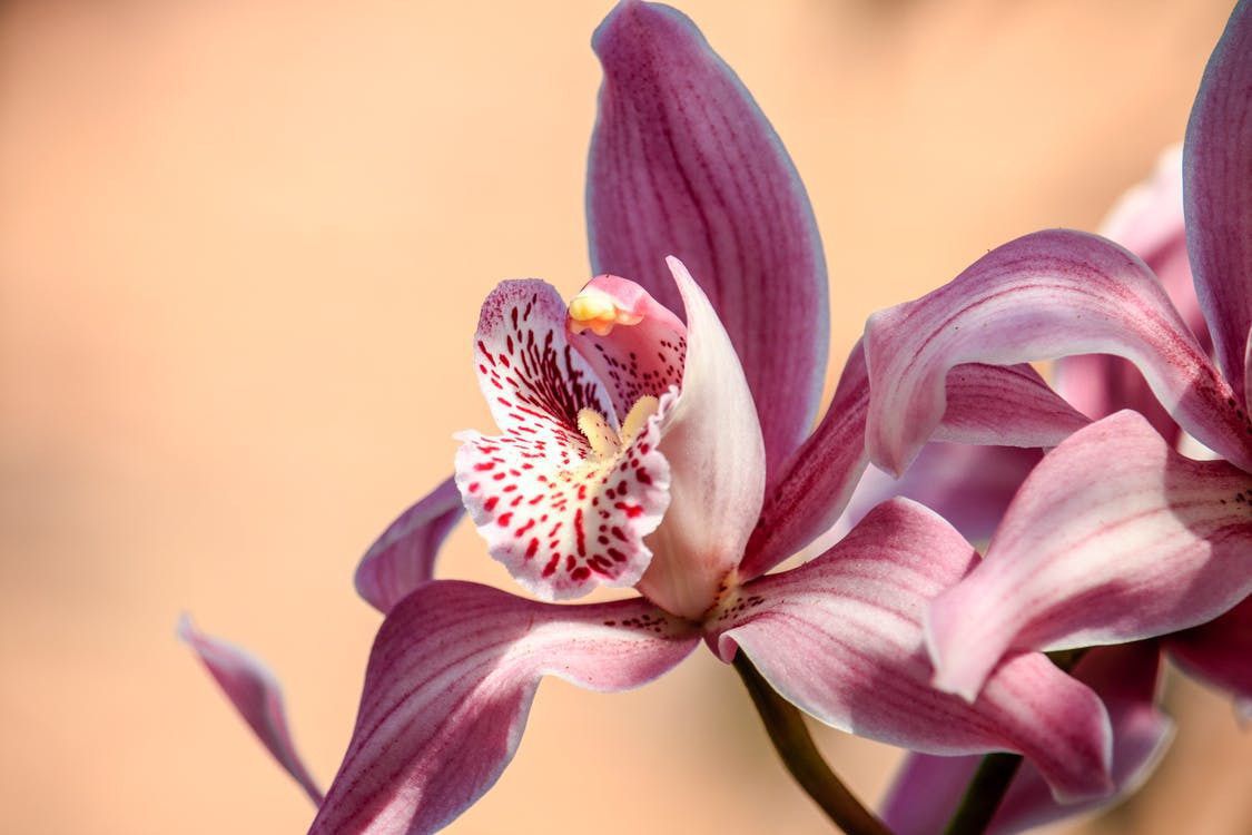 Ці кілька простих порад допоможуть вашій орхідеї зацвісти. Не кожен може впоратися з цією вибагливою квіткою.