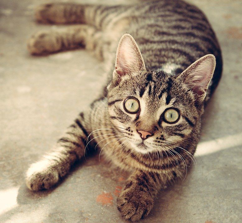 Чому кішки відгукуються на "киць-киць", а в інших країнах на інші заклики. Чому кішки, як вуличні, так і домашні, відгукуються на «киць-киць».