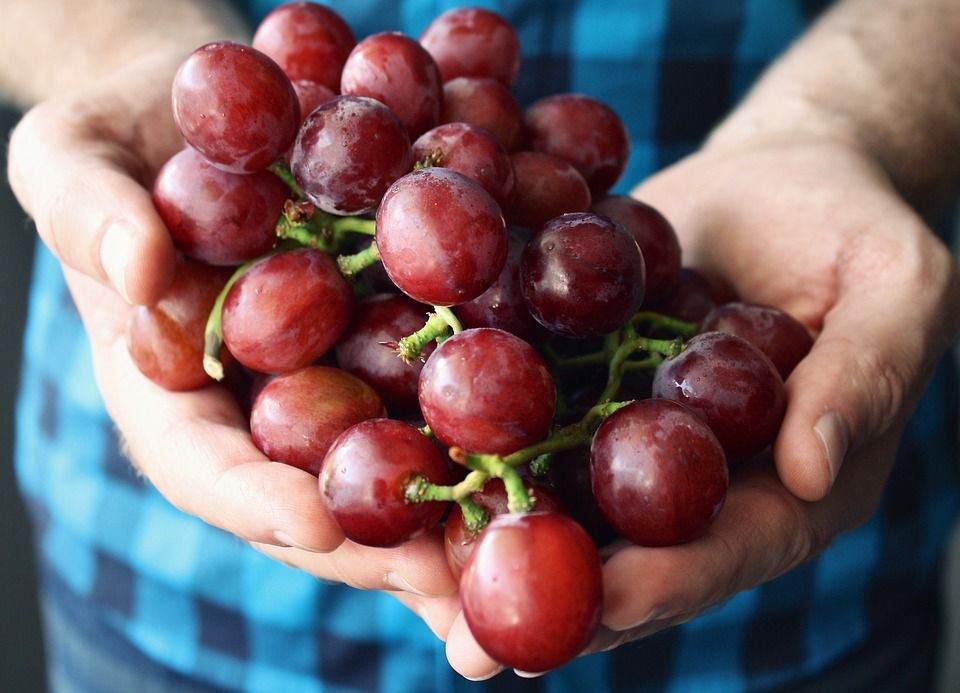 З яких причин врожай винограду дуже малий. Врожай винограду може бути малим з кількох причин.