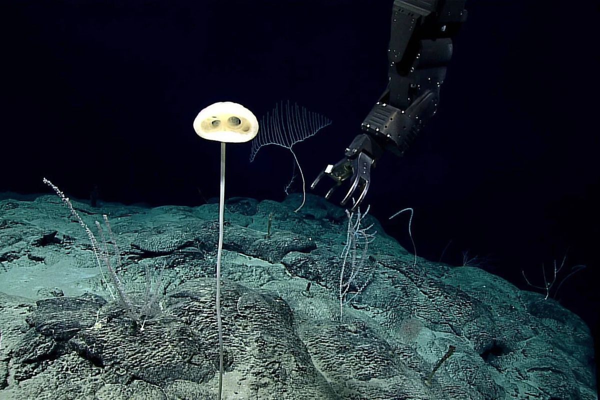 На дні Тихого океану виявили істот, схожих на прибульців. Вченими відкритий новий вид морських губок.