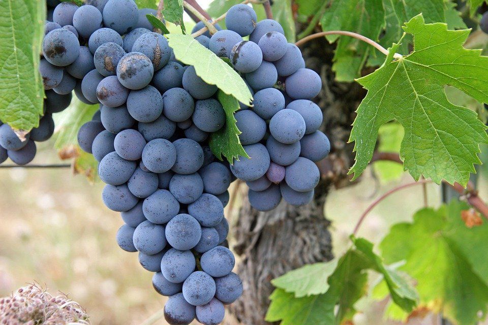 Виноград та родзинки: як їх застосовувати, щоб отримати величезну користь. Лікувальні рецепти на основі родзинок.