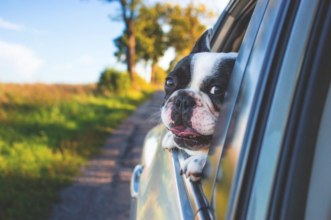 Собаку закачує в автівці: що робити. Автомобільна хвороба є досить частою проблемою у тварин.