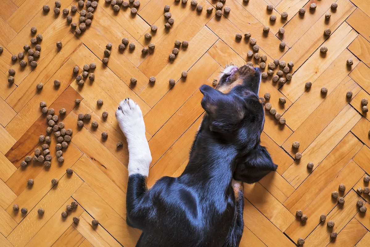 Чому собака ніколи не відмовляється від їжі — вчені виділили 3 причини. Про постійний собачий "голод" ходять легенди: рідкісний пес не випрошує у свого господаря позачергову порцію їжі.