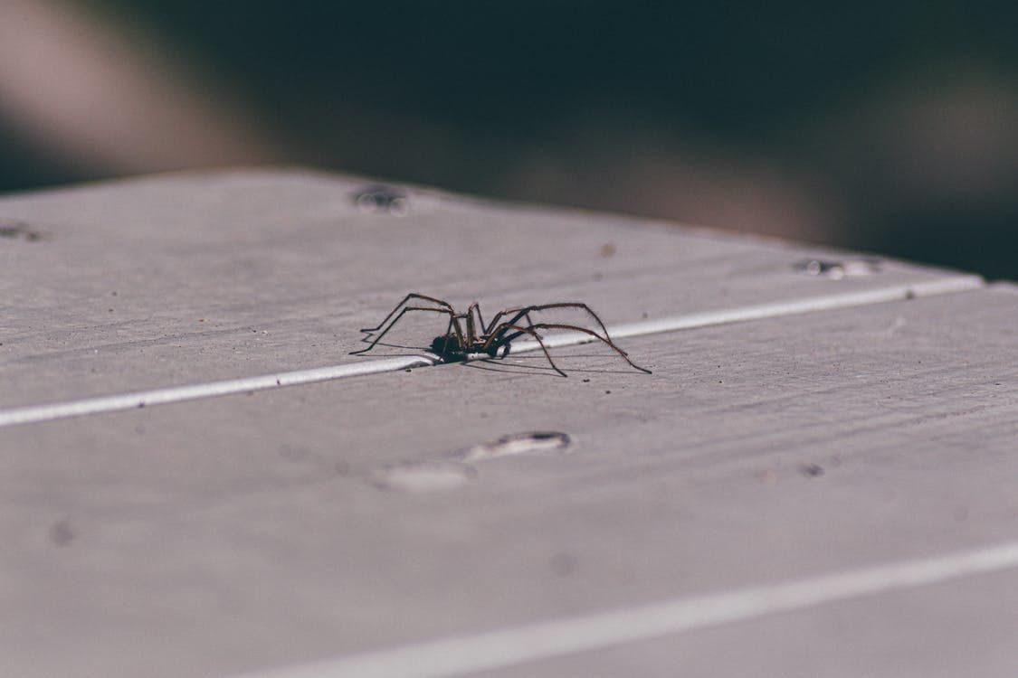 Як боротися з павуками у будинку — ефективні народні способи. Непрохані гості.