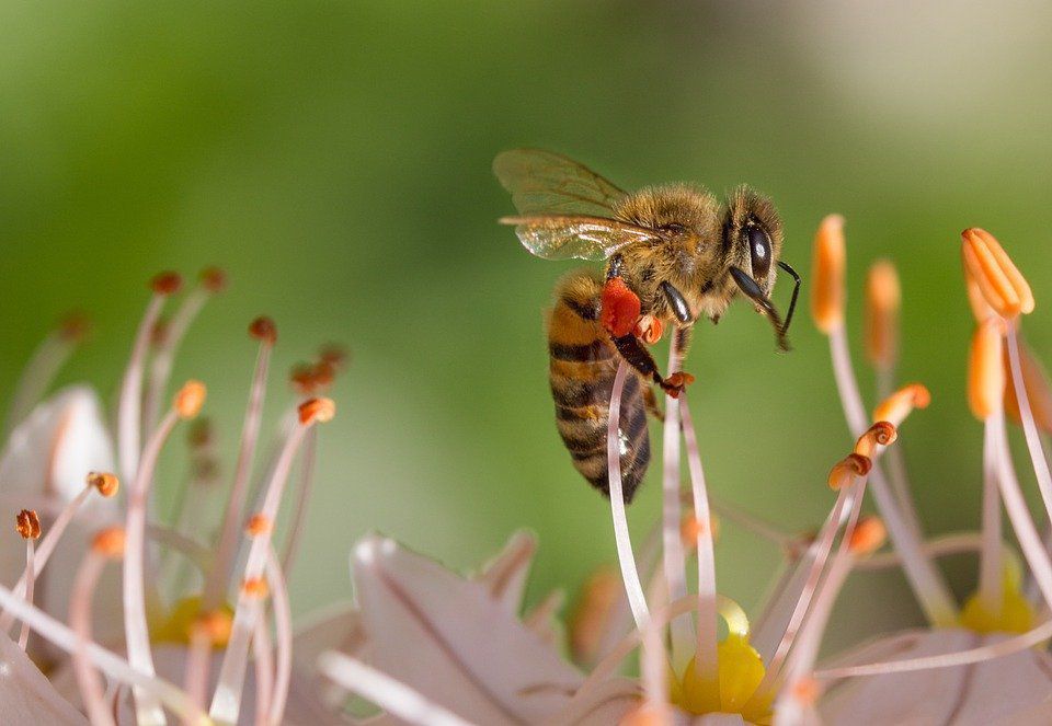 Вчені виявили, що бджолина отрута допомагає успішно лікувати рак грудей у жінок. Рак грудей у жінок можна подолати за допомогою бджолиної отрути.