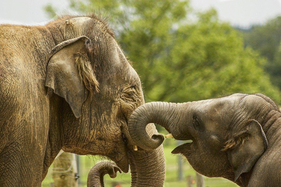 Зворушлива зустріч мами-слонихи з донькою та онуками, після 12 років розлуки, нікого не залишила байдужим. Фотограф відобразив зворушливий момент возз'єднання сім'ї.