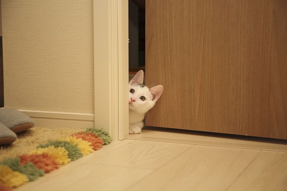 Чому кішки не можуть змиритися з зачиненими дверима: причина поведінки і дії людини. Чому кішки не люблять закриті двері і вимагають їх відкрити.