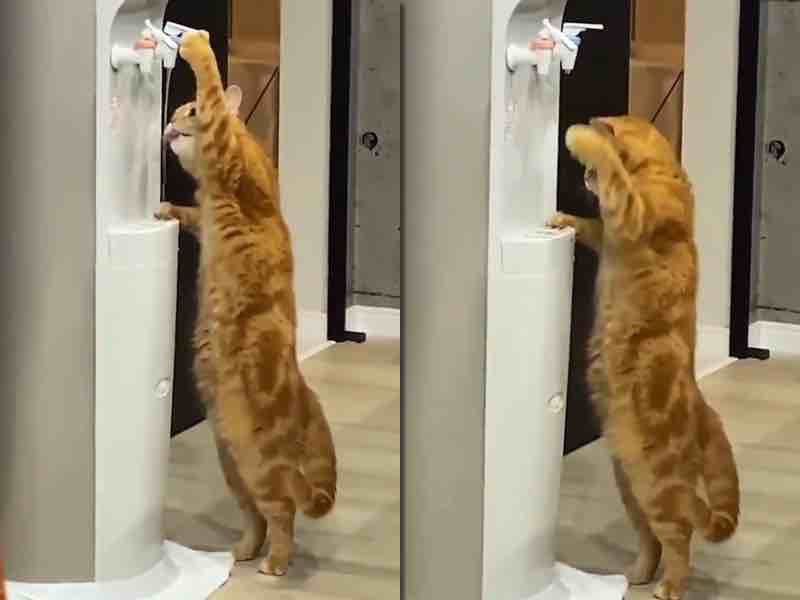 Котику набридло чекати поки йому наллють воду в миску і тепер він вміє самостійно її добувати. Пухнастик підкорив мережу своєю самостійністю.