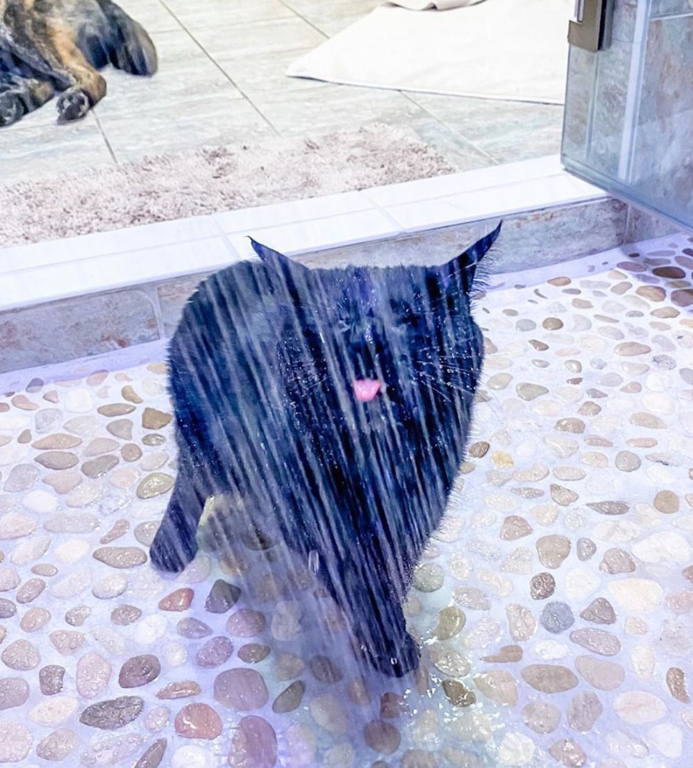 Сліпий кіт годинами може стояти під теплими струменями води, отримуючи від водних процедур велике задоволення. Дивовижні кадри! Він абсолютно не боїться води.