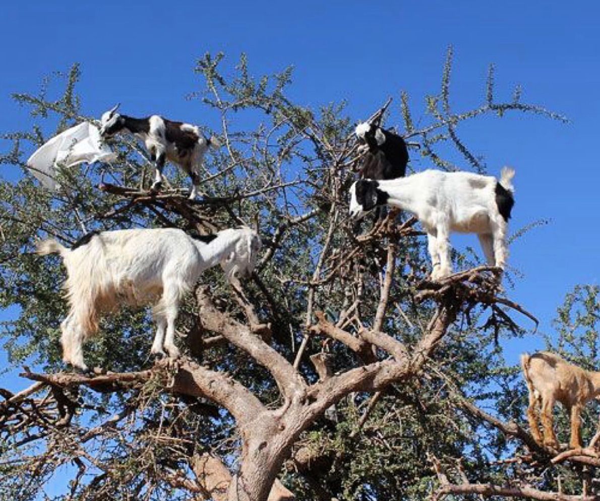 Навіщо Марокканські фермери змушують кіз залазити на дерева. Знамениті марокканські кози підкорили весь світ своєю спритністю.