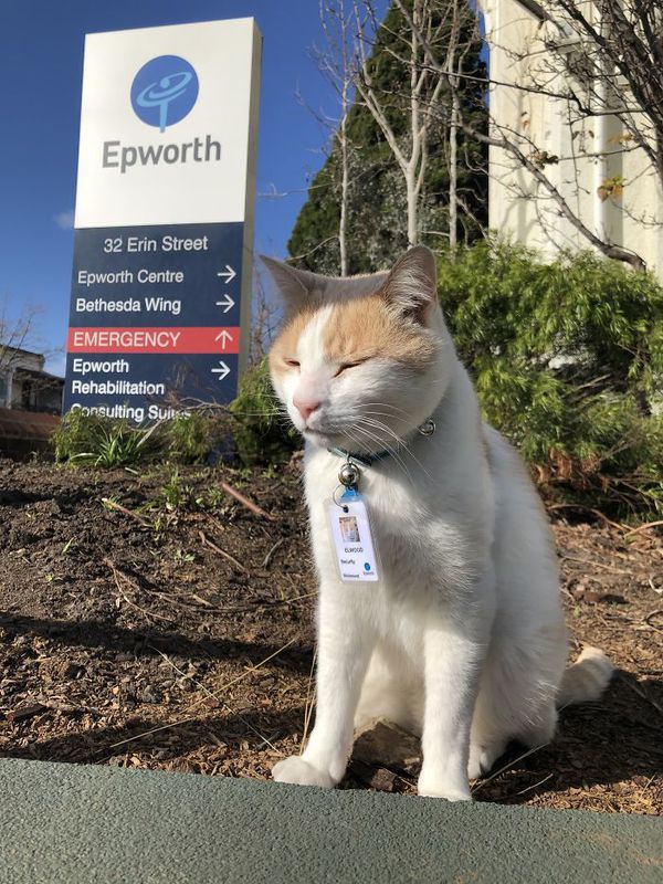 У австралійську лікарню на роботу "влаштувався" кіт, який живе по сусідству. Тепер у нього є навіть бейджик, що посвідчує особу.