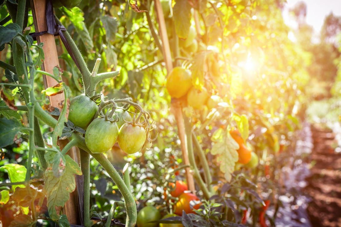 Ці способи допоможуть зеленим помідорам дозріти швидше. Особливо, якщо похолодання вже на носі.