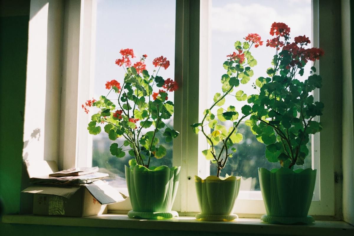 Які кімнатні рослини допомагають у сімейних відносинах, а які — лише шкодять їм згідно з народними прикметами. У рослин також є позитивна і негативна енергетика.